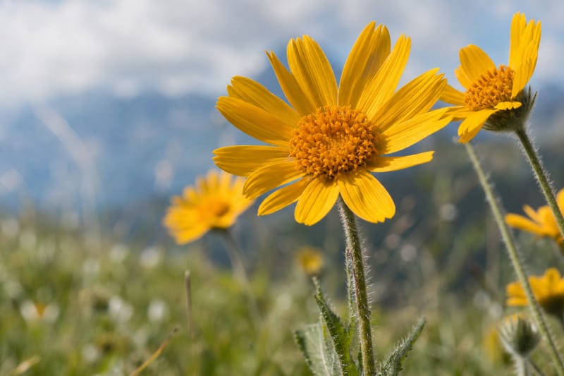 Fiori gialli di arnica montana in un prato